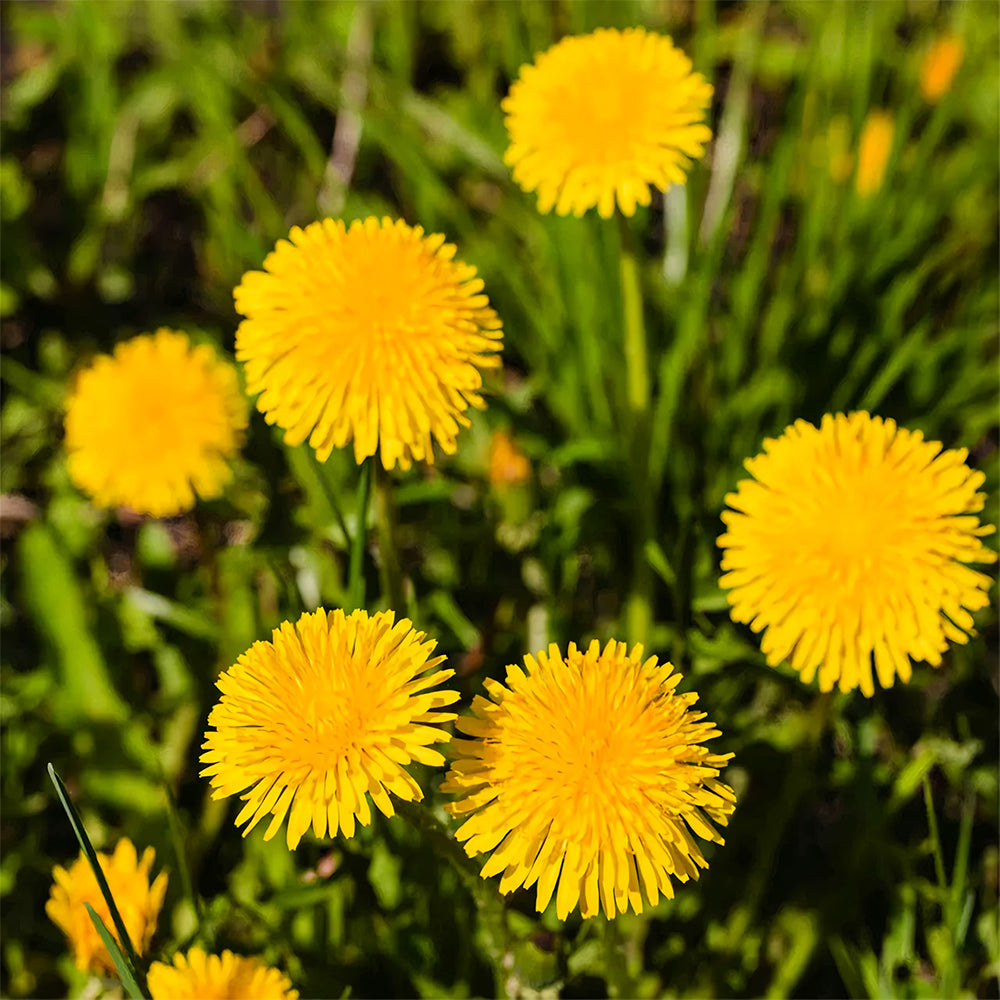 Bellfarm® Dandelion Seeds