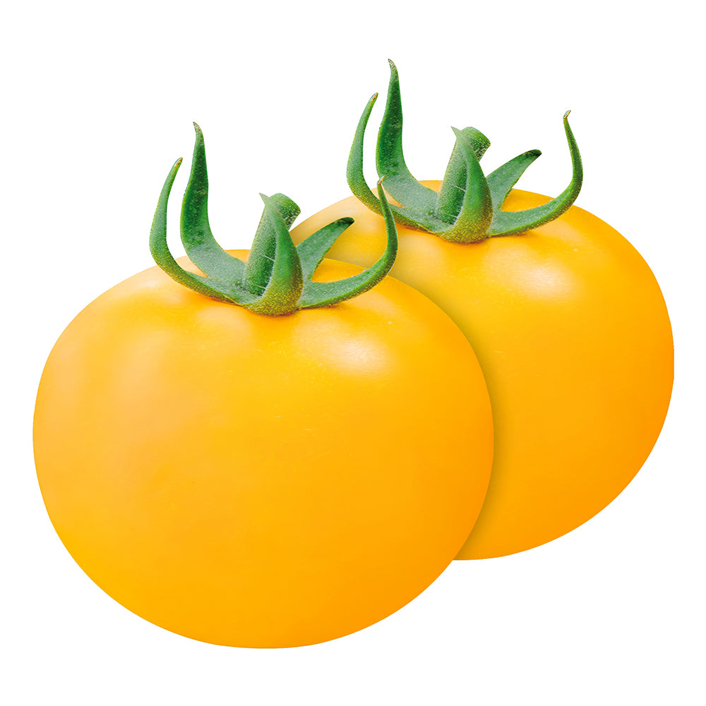 Harvest Gold: 5 Bags (200 Seeds / Bag) of 'Imperial Concubine' Yellow Tomatoes