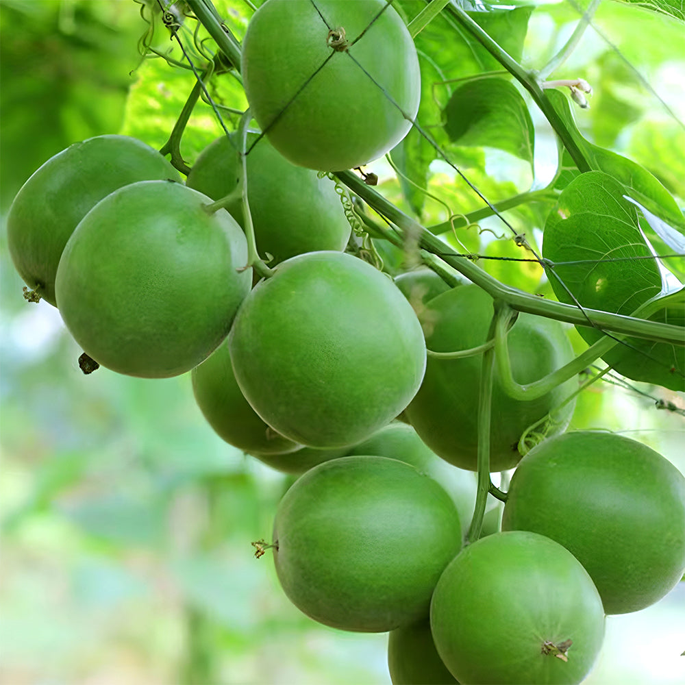 Bellfarm® Monk Fruit Seeds, Pack of 10 Seeds