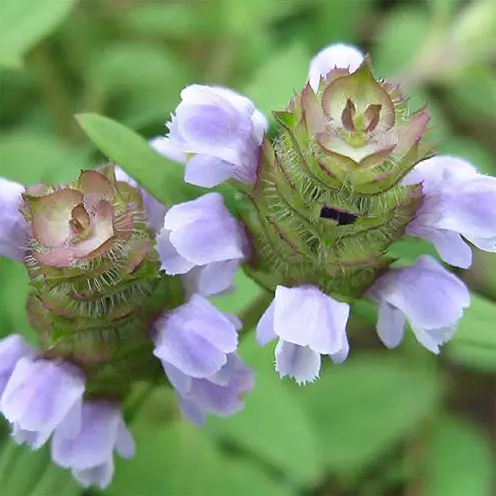 Bellfarm® Self Heal Seeds