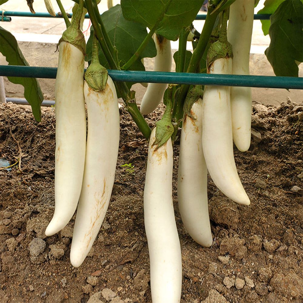 5 Bags (300 Seeds/Bag) of White Long Eggplant Seeds
