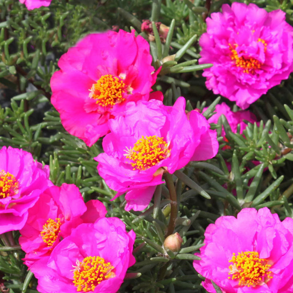 5 Bags (500 Seeds / Bag) of Moss Rose Seeds, Mixed Portulaca grandiflora