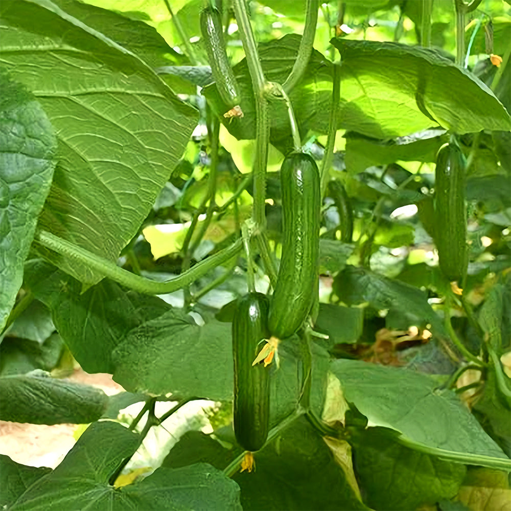 Green Gems: 5 Bags (30 Seeds/Bag) of Dutch Thornless Sweet Crisp Cucumbers