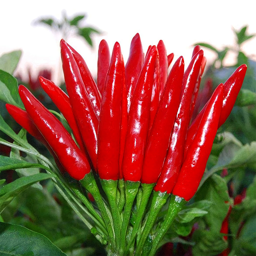 Spicy Symphony: 5 Bags (300 Seeds/Bag) of Red Cluster Peppers