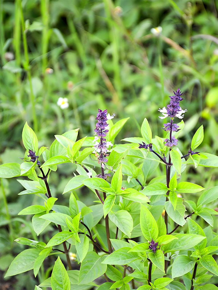 Clove Basil