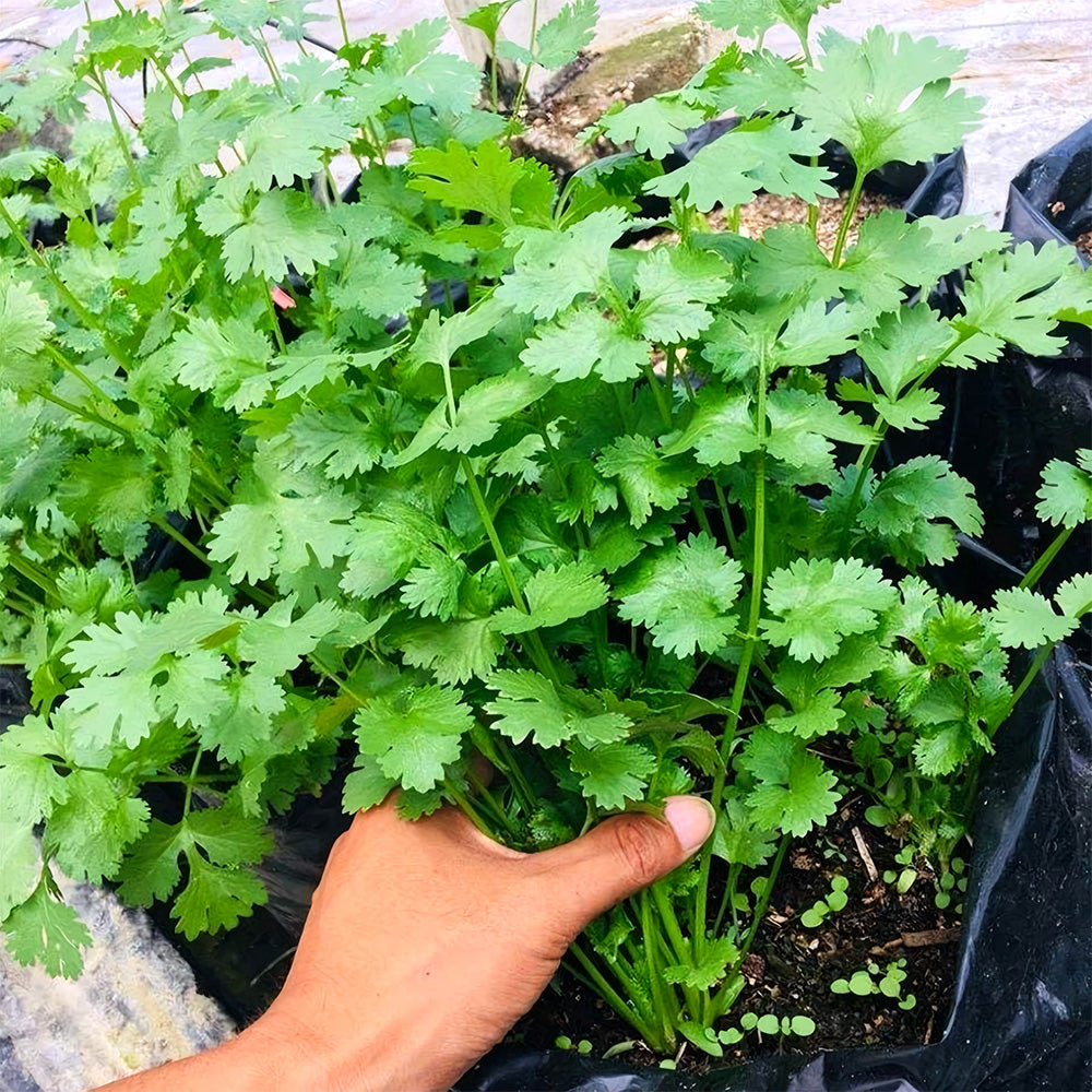 Jingyan® Organic Coriander Seeds