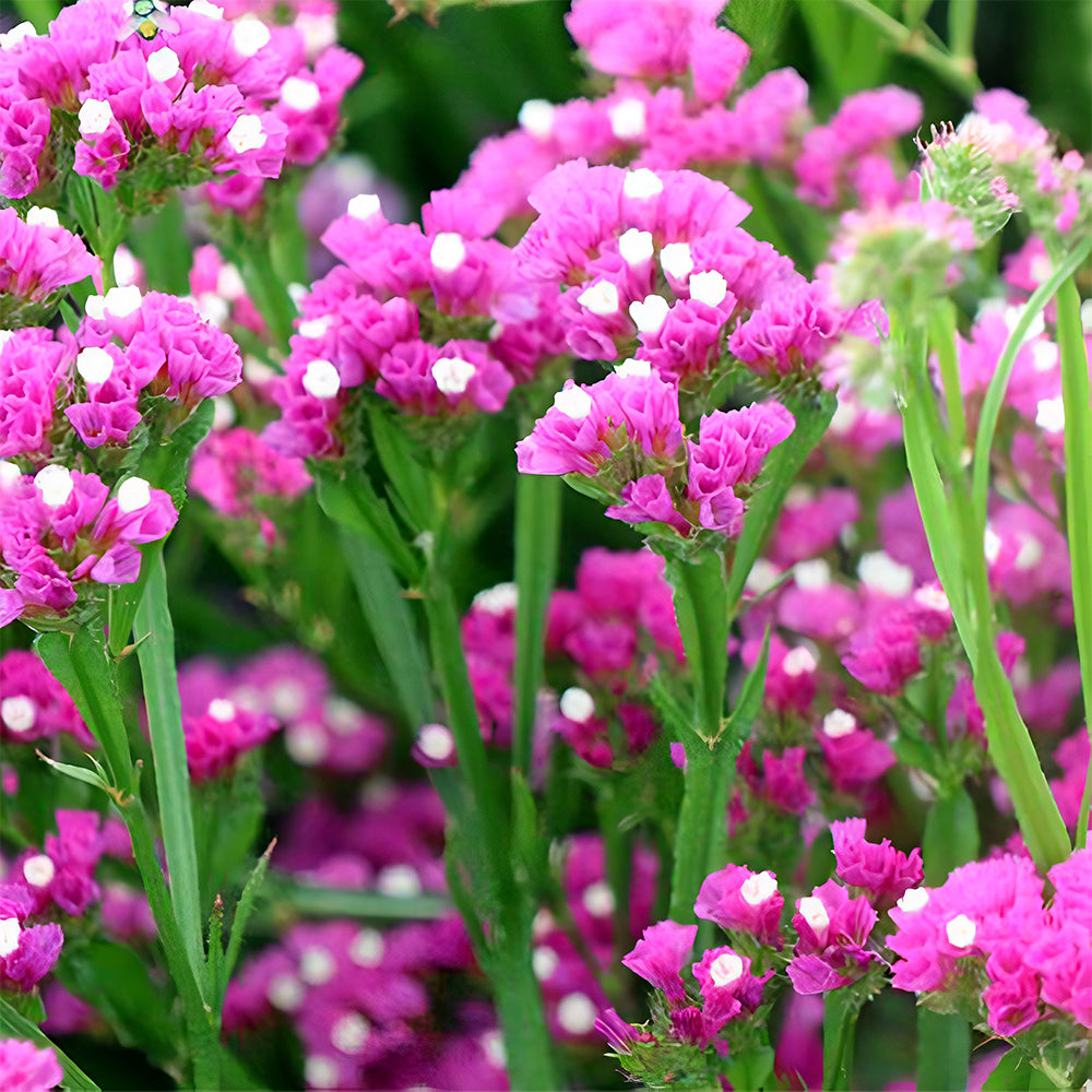 Your Garden's Crown: Wavyleaf Sea Lavender Seeds