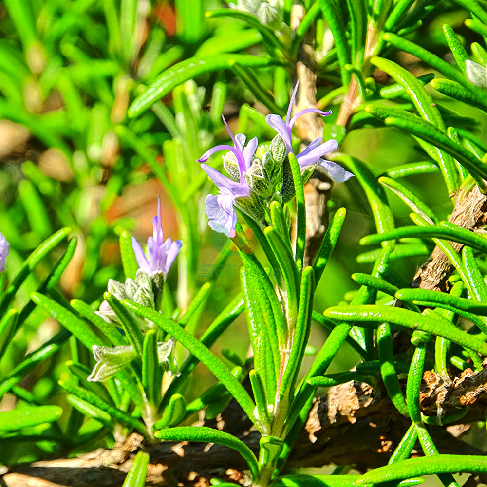 Aromatic Haven: Rosemary Seeds for Fragrant Gardens