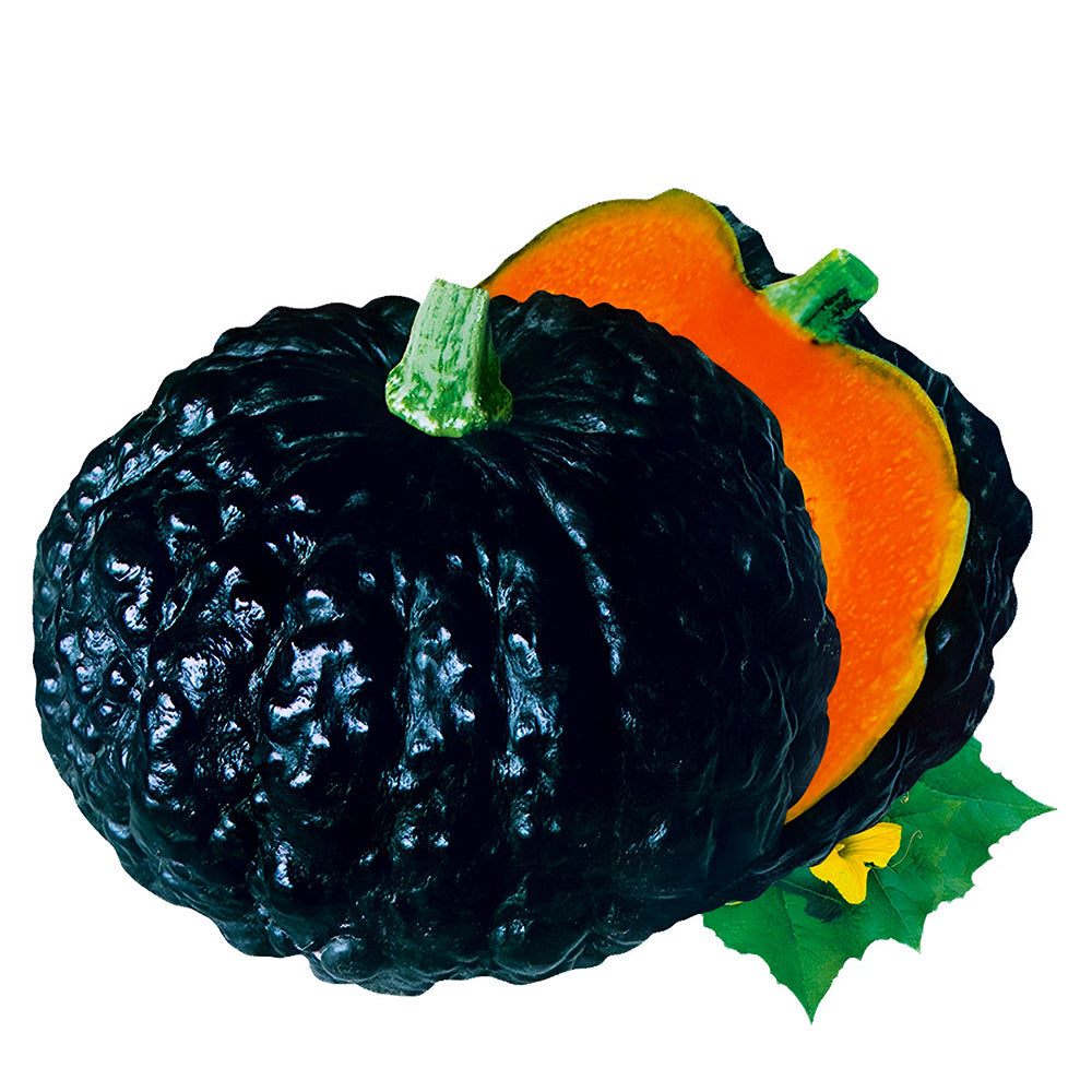 5 Bags (20 Seeds/Bag) of Japanese Black Pumpkin Seeds
