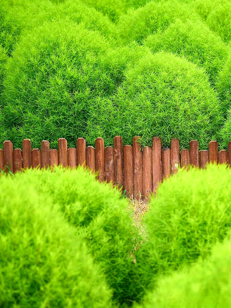 Kochia Scoparia, Green