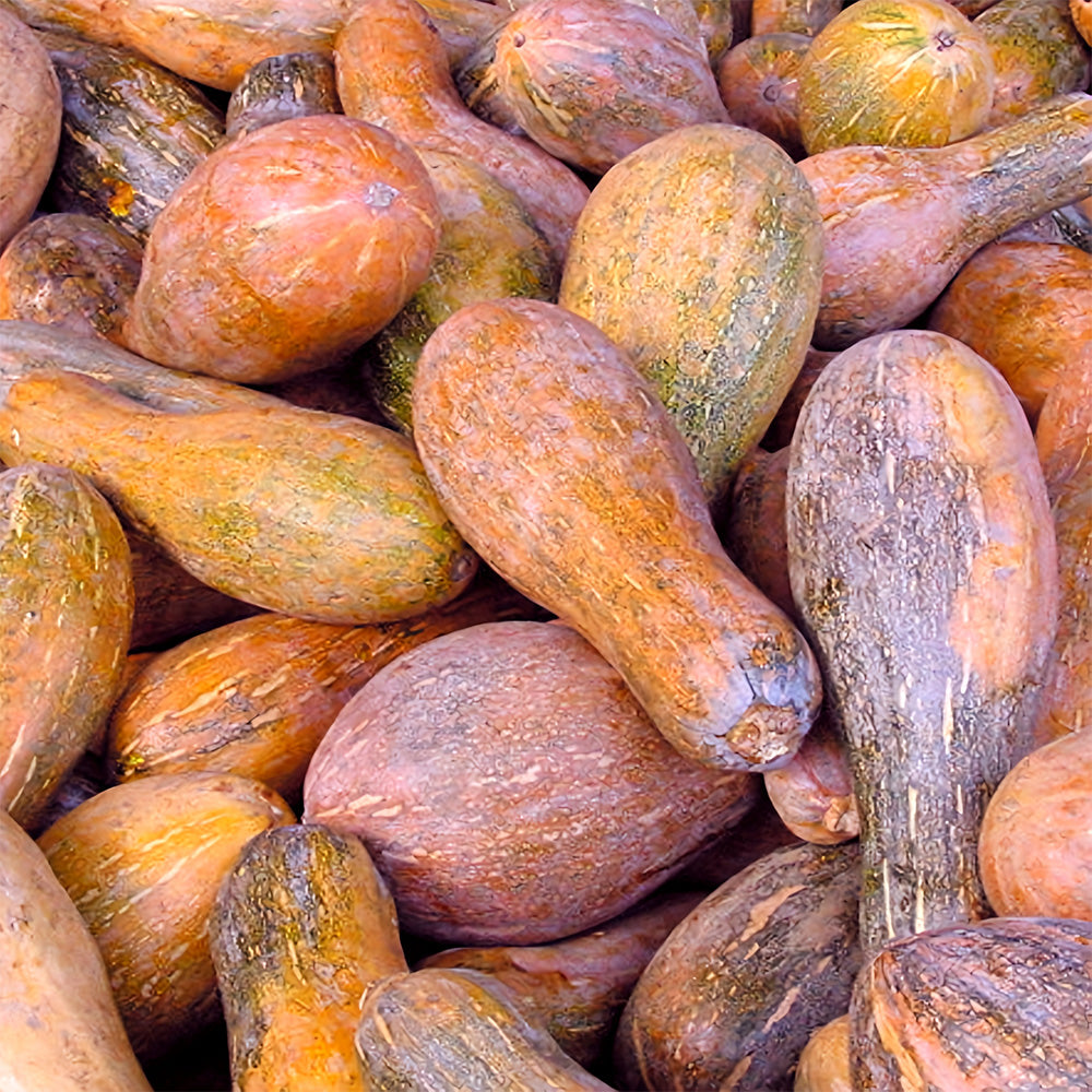 5 Bags (50 Seeds / Bag) of Chinese Miben Pumpkin Seeds