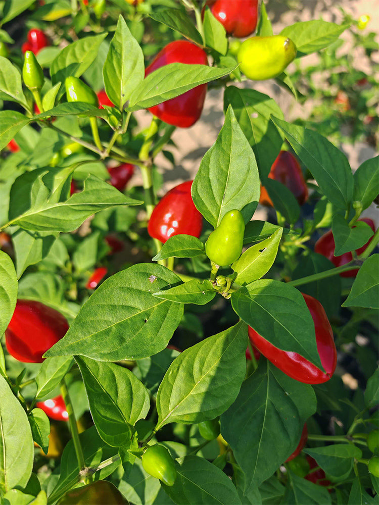 'Yanjiao No.801 Strawberry' Medium Spicy Heaven-facing Chili Hybrid