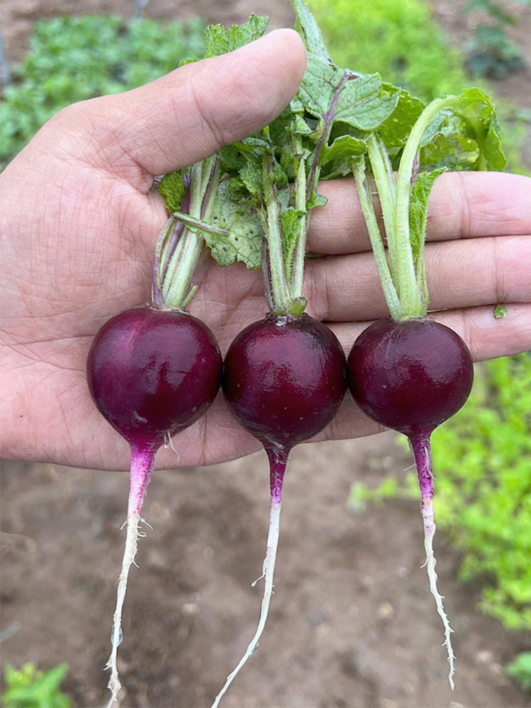 Purple Cherry Radish