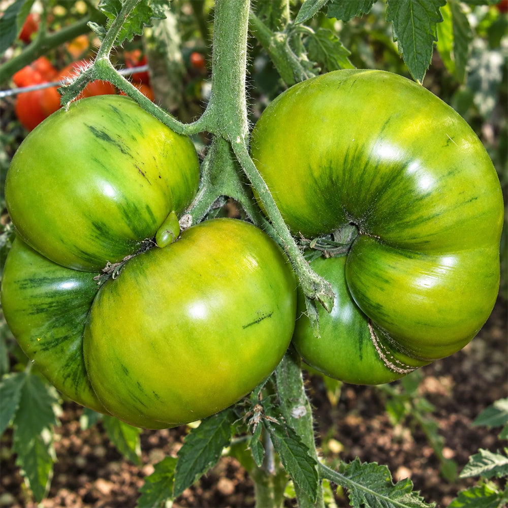 534 Green Sugar Tomato