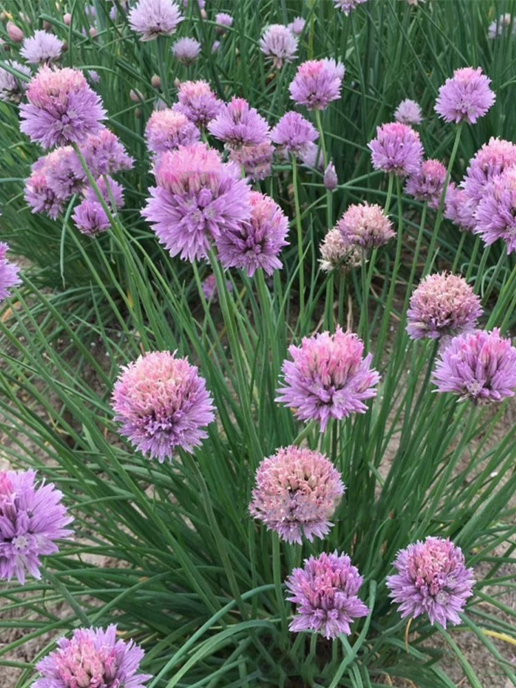 Allium schoenoprasum