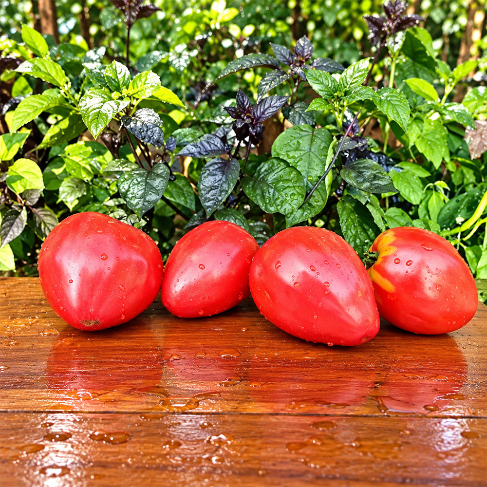189 Winnie the Pooh Tomato