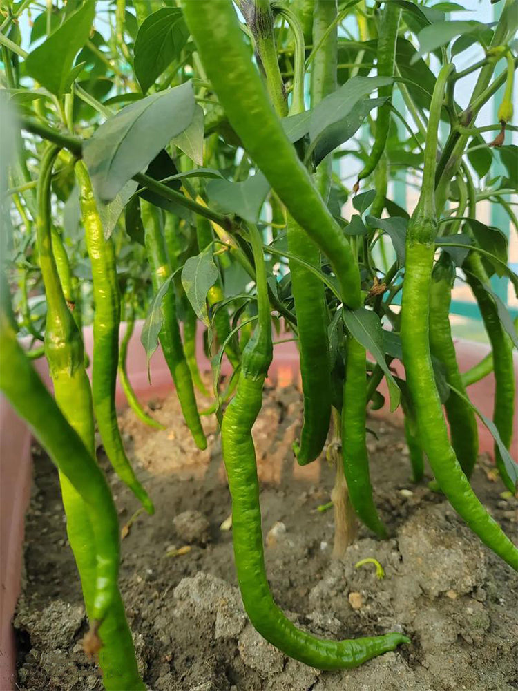 Erjingtiao Pepper