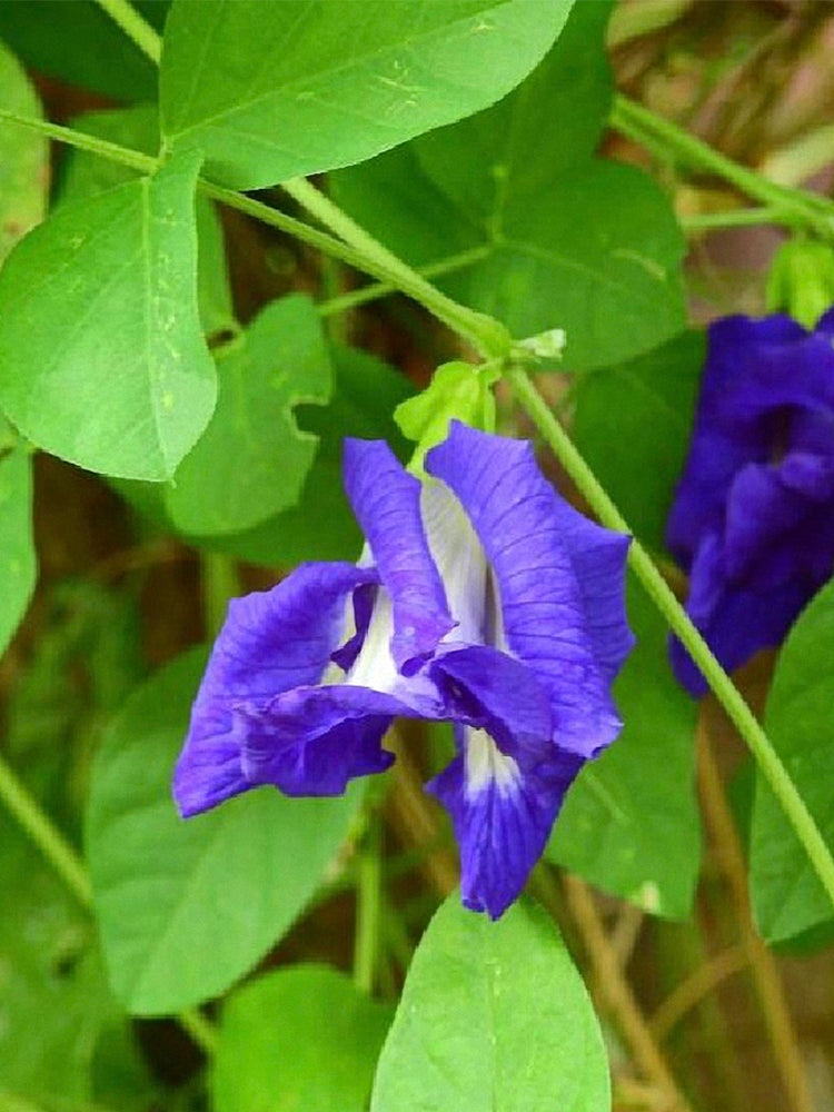 Butterfly pea (Clitoria ternatea 'Pleniflora')