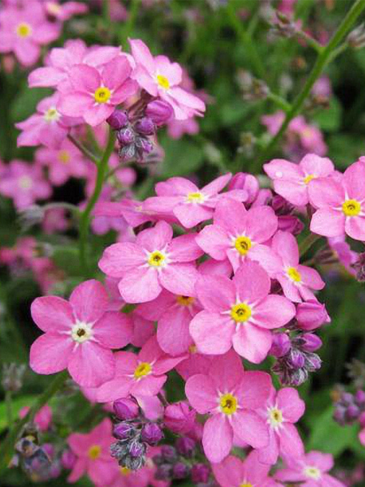 Pink Alpine forget-me-not (Myosotis alpestris)