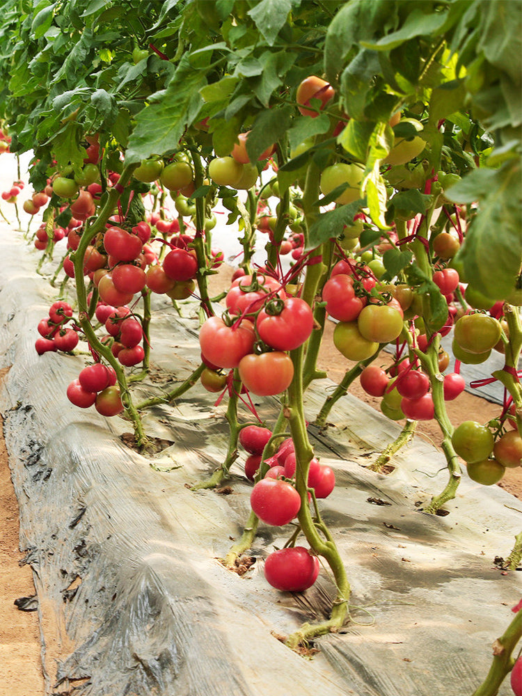 Maofen 802 Tomato