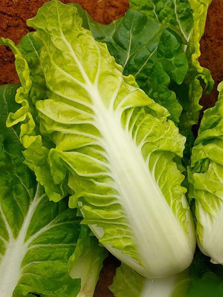 Chunmei F1 Hybrid Chinese Cabbage