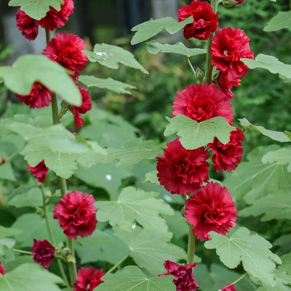 W964 Tall Double Red Hollyhock