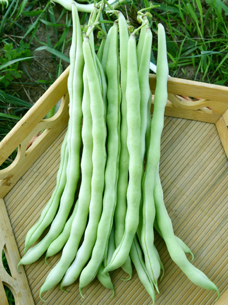 Huajun No.12 Kidney Beans