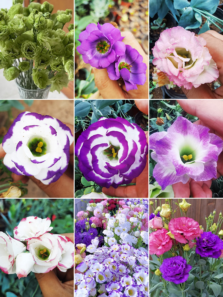 Bellfarm® Mixed Eustoma (Lisianthus) Seeds – MUCIAKIE