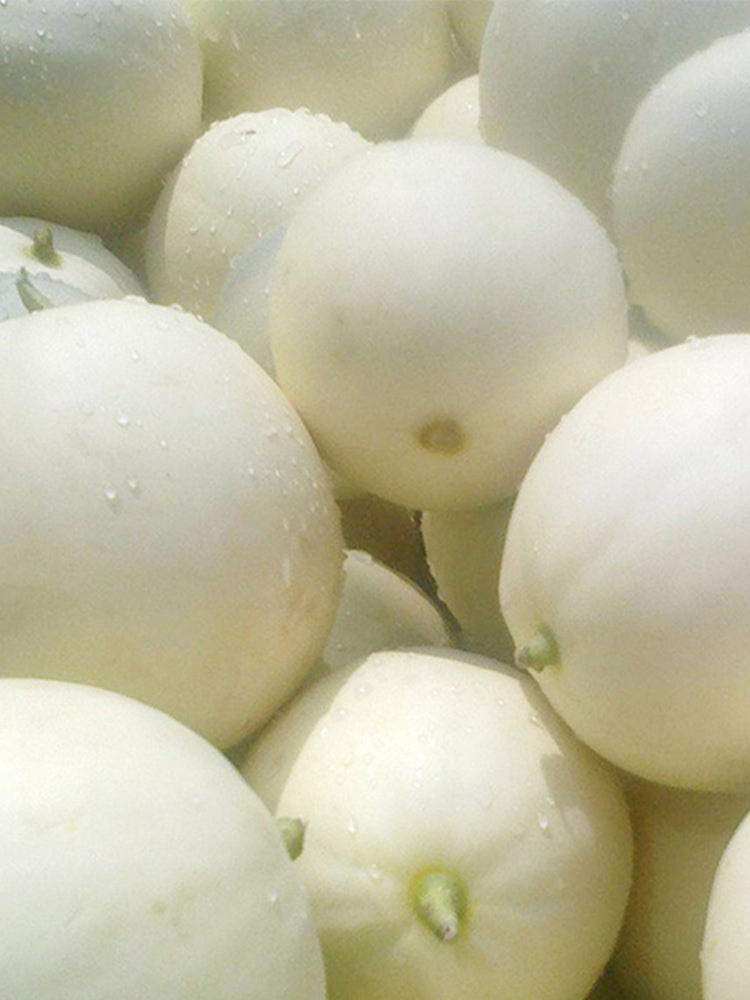 White Honey Melon
