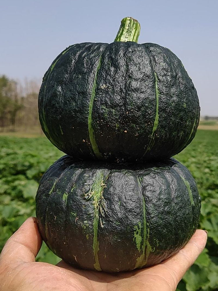 Moxiang BeiBei Pumpkin