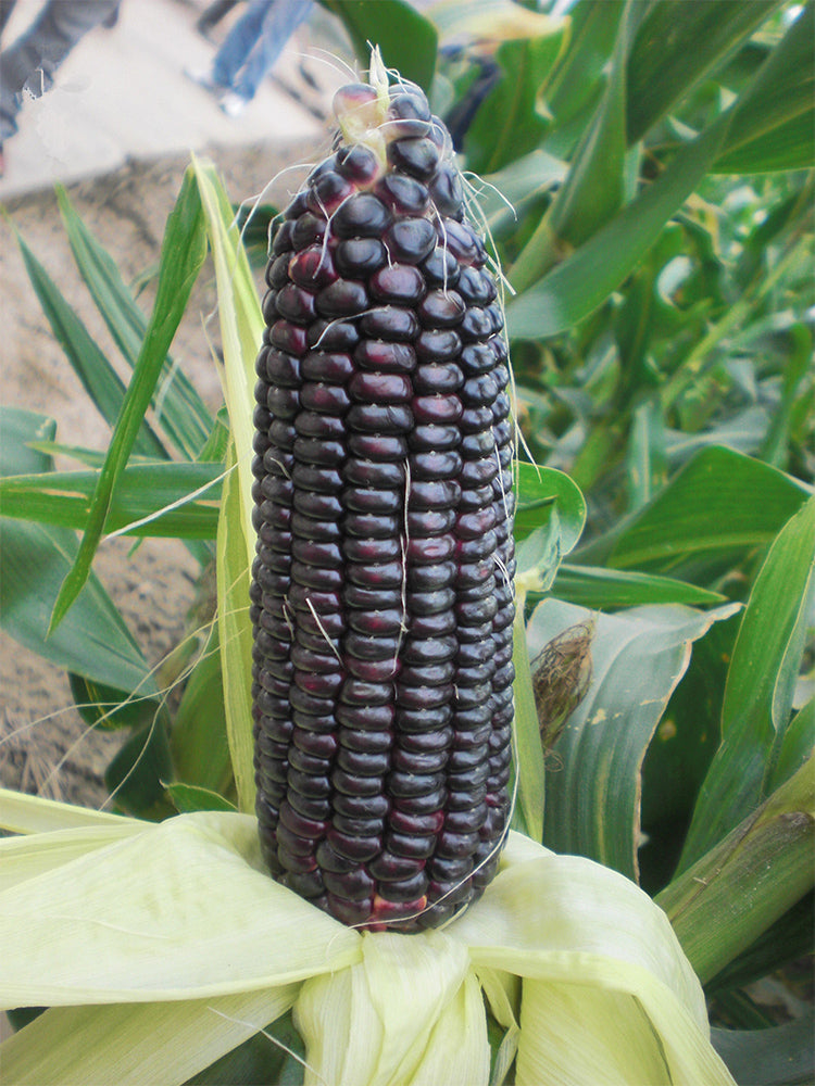 Black Sweet Waxy Corn No.7