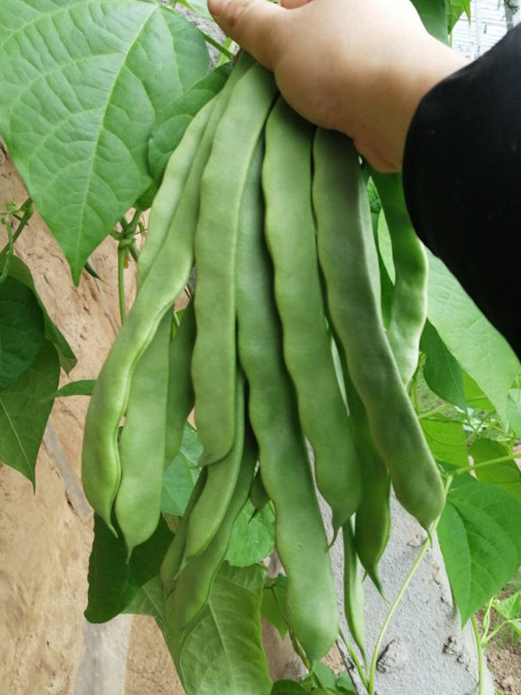 Huajun No.10 Snow Beans