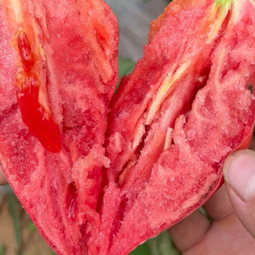 'Mango Honey' Marvel: 5 Bags of Red Banana Tomato Seeds