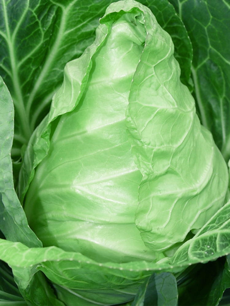 Pagoda Ox-heart Cabbage