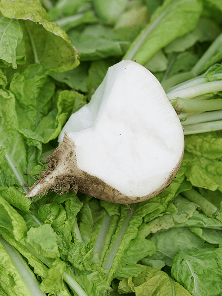 Crystal-clear White Radish