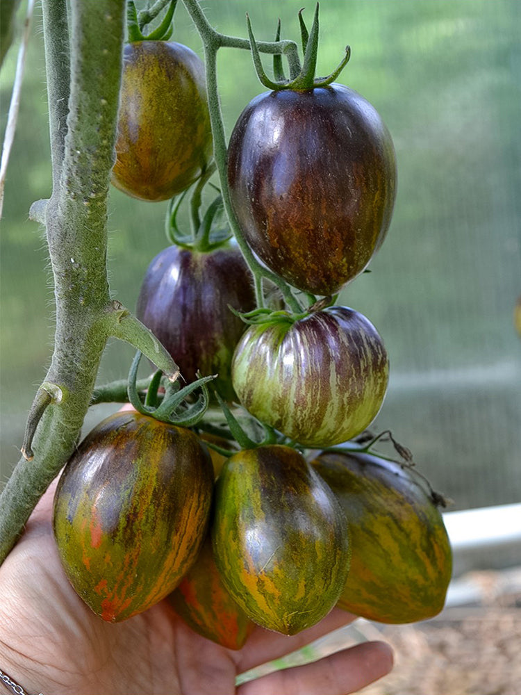 Giovanni Tomato