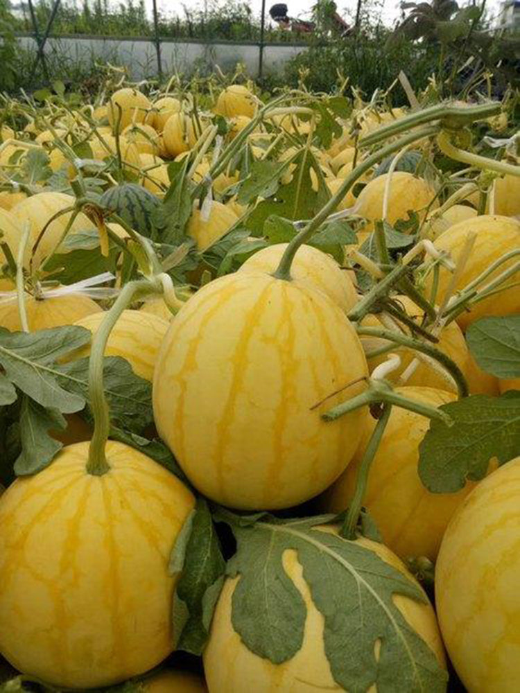 'Fuqi Chaoyang' Watermelon