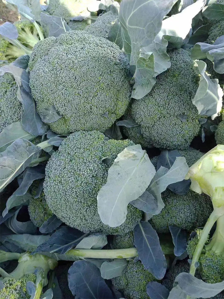 Japanese Broccoli (Brassica oleracea var. italica)