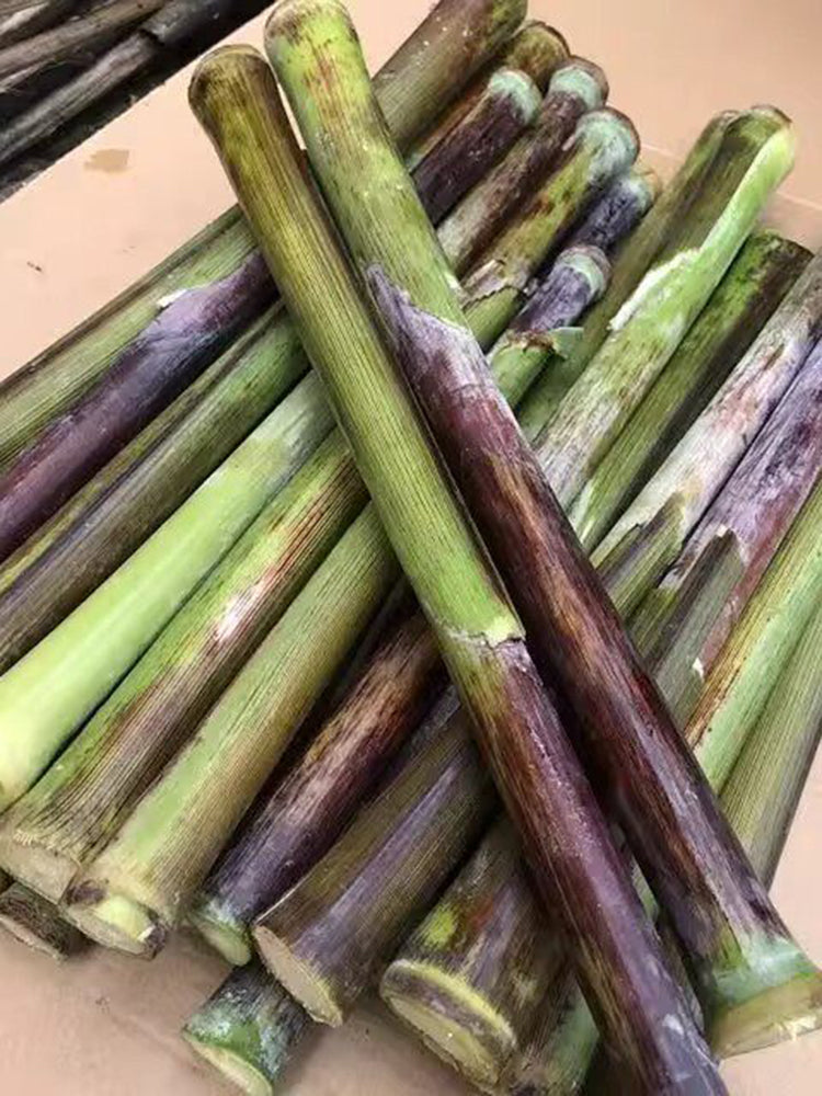 Supersweet Violet Sweet Sorghum