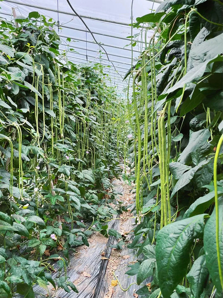 Continuously Harvestable 901 Yardlong Beans