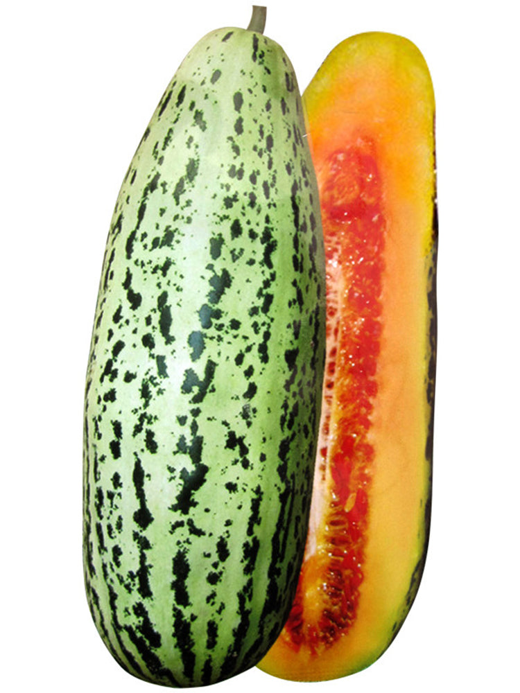 Golden Honey Crisp Melon