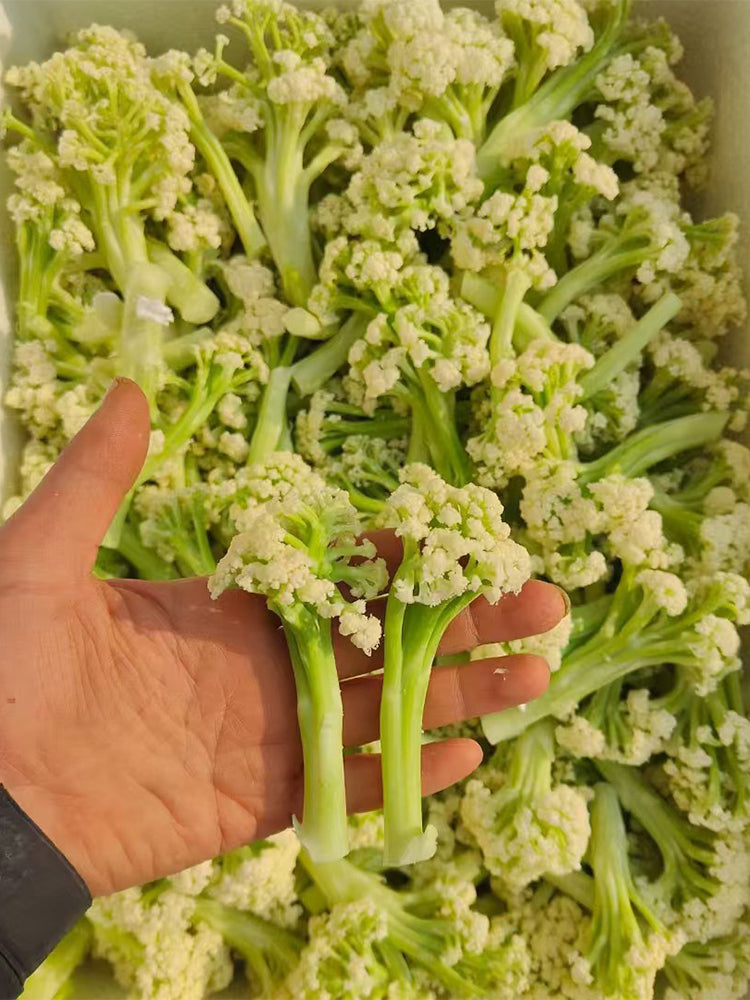 Sweet & Crisp Sprouting Cauliflower No.1 Hybrid