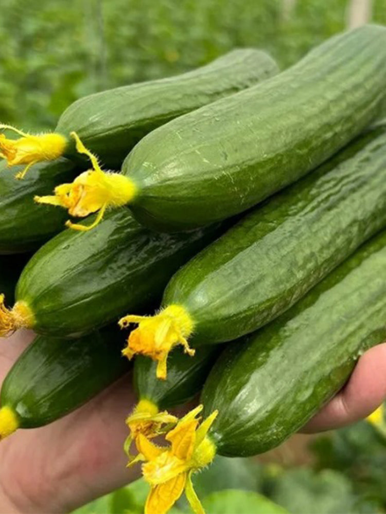 'Hemei 198' Mini Cucumber