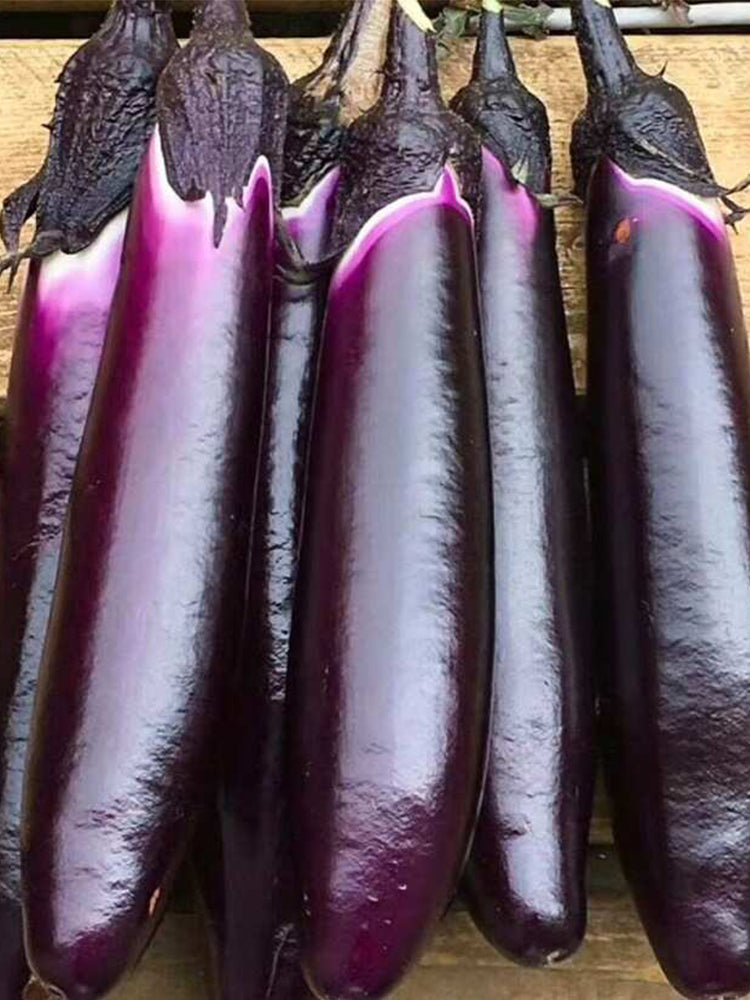 'Changza 216' Eggplant