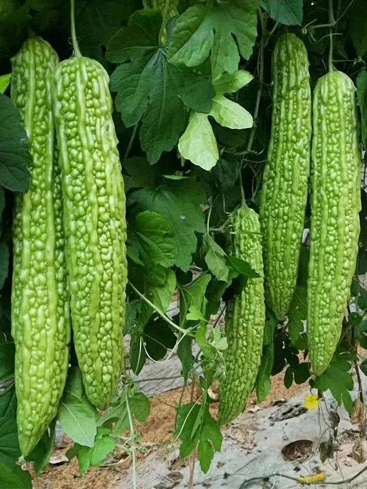 Green Dragon Bitter Melon
