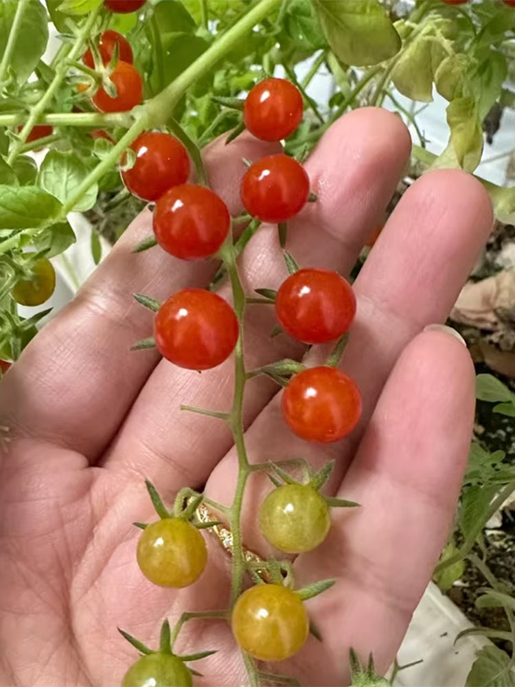 Red Currant Sweet Pea Tomato