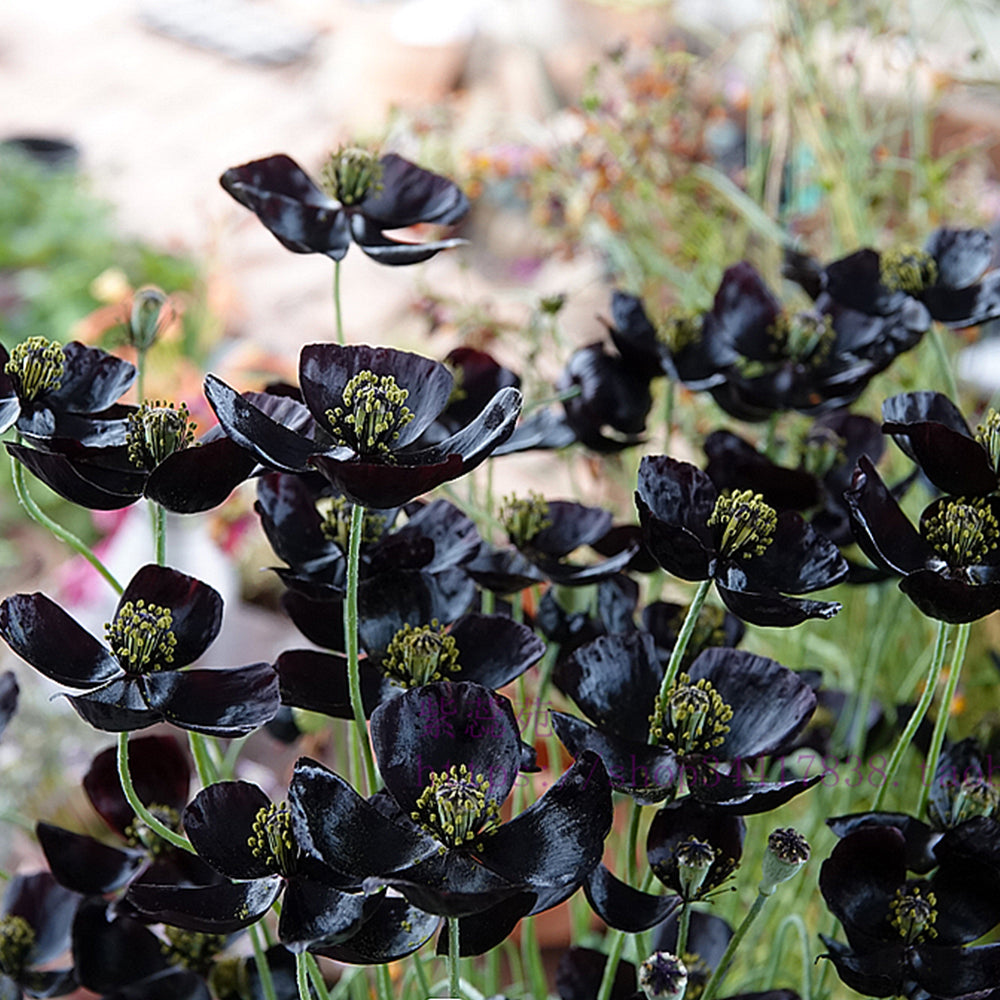 50 Seeds of Corn Poppy ‘Black Magic’