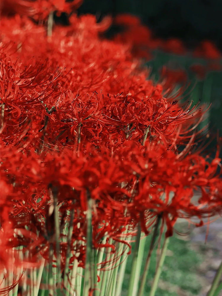 Lycoris radiata (Triploid)