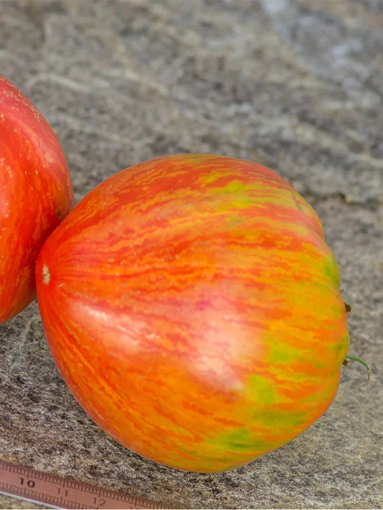 Kozula 151/1 Tomato