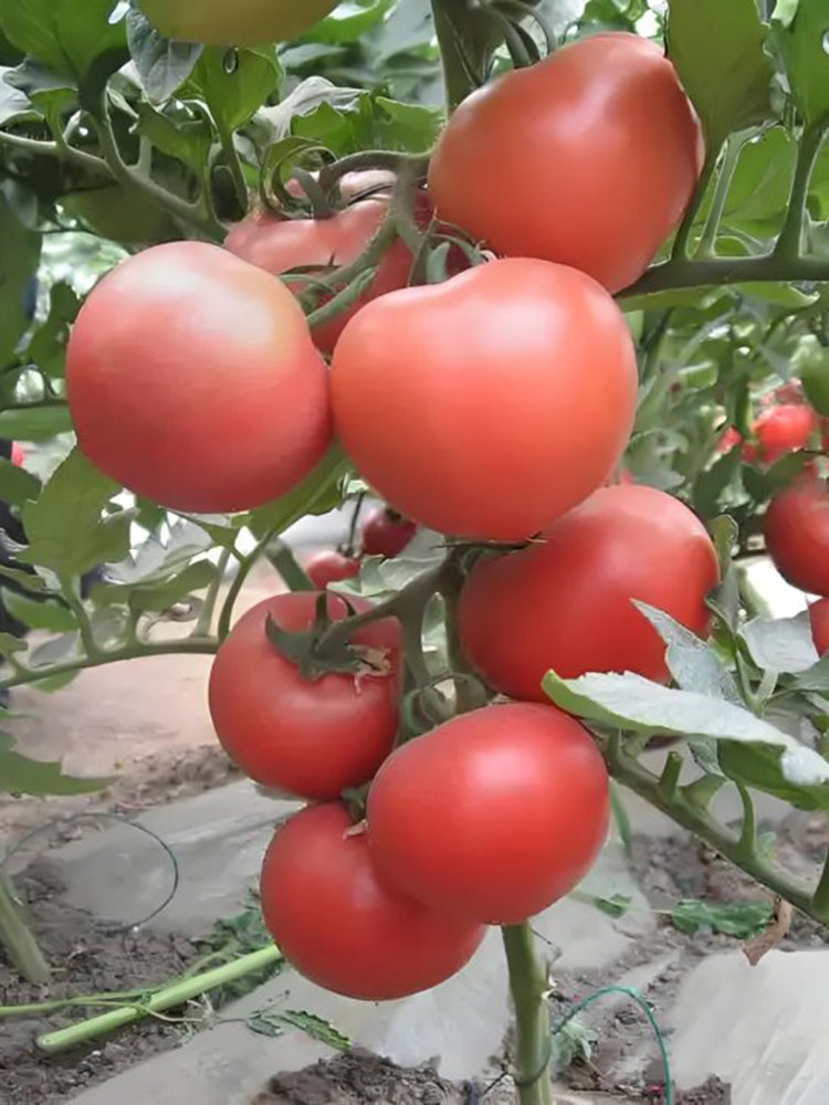 Jinpeng No.3 Tomato F1